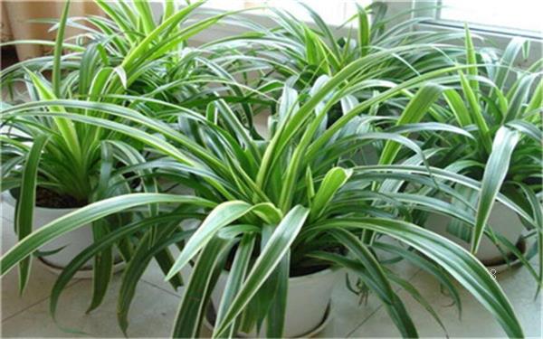 吊兰怎么浇水 浇水过多怎么办