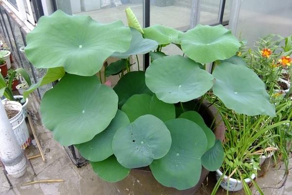 睡莲叶子露出水面就枯萎了是怎么回事 睡莲叶子露出水面就枯萎了是怎么回事
