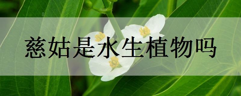 泽泻是水生植物吗 泽泻是水生植物吗