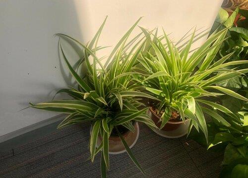 吊兰的生长环境及生长地方条件