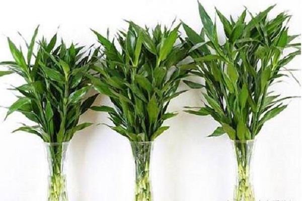 鱼缸里养什么植物好 有哪些好处 鱼缸里养什么植物好 有哪些好处