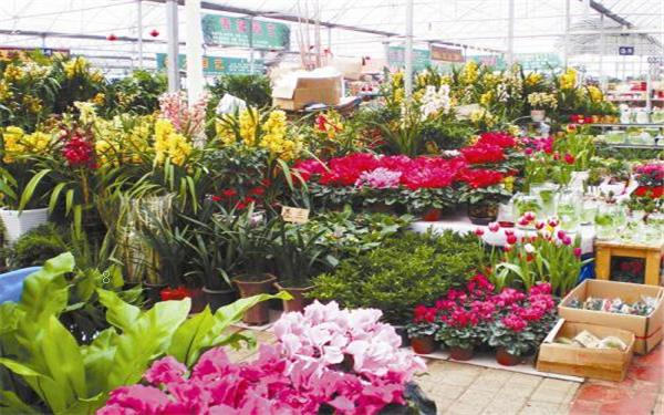 芙蓉花需要什么土质 怎么养殖 芙蓉花需要什么土质 怎么养殖