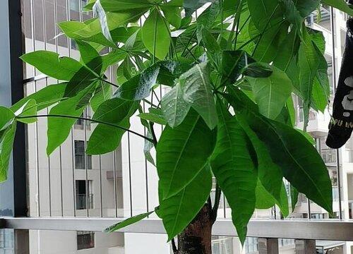 发财树叶子发黄怎么救治（发财树叶黄了的原因及补救方法）