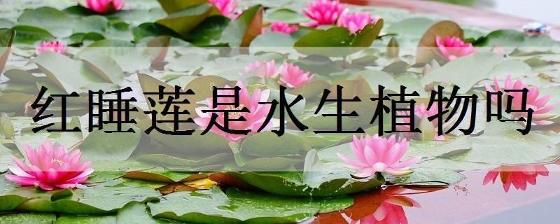 花蔺是水生植物吗 花蔺是水生植物吗
