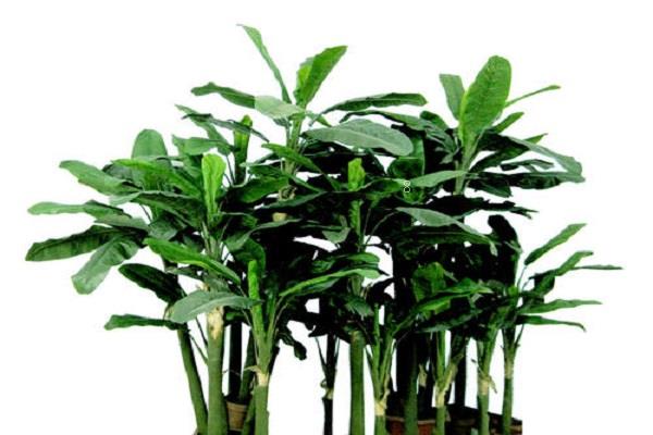 什么植物可以吸收甲醛 对植物有什么影响吗 什么植物可以吸收甲醛 对植物有什么影响吗