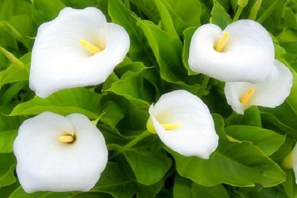 郁金香花语和寓意 有哪些象征意义 郁金香花语和寓意 有哪些象征意义
