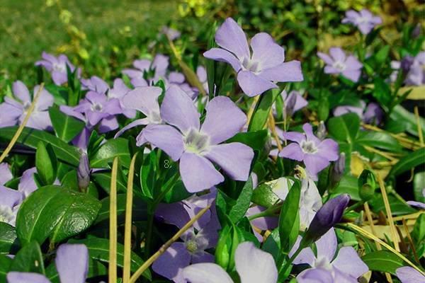 管花杜鹃烂根了怎么办 根烂怎么处理能救活 管花杜鹃烂根了怎么办 根烂怎么处理能救活