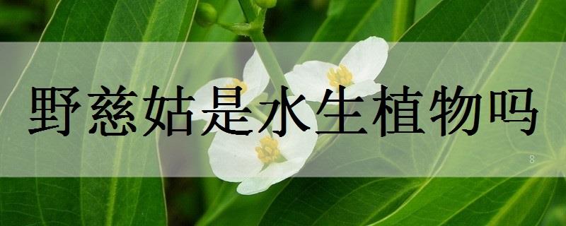 水田芥是水生植物吗 水田芥是水生植物吗