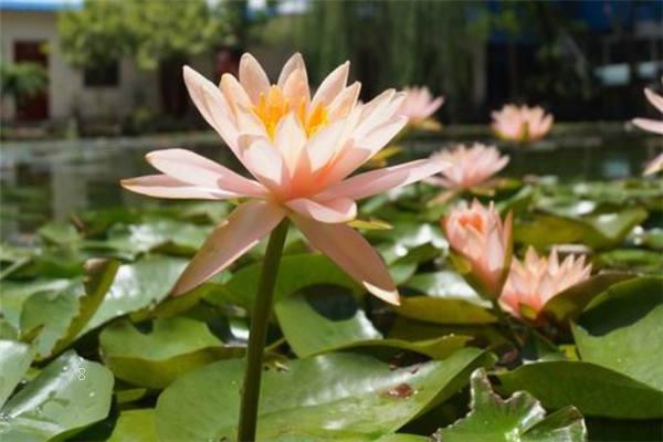 碗莲种子需要去外壳种植吗 如何养护发芽快 碗莲种子需要去外壳种植吗 如何养护发芽快