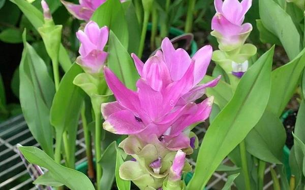 姜荷花的花语象征什么 有什么传说