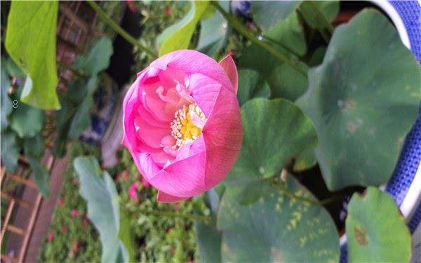 家里为什么不能养荷花 原因是什么 家里为什么不能养荷花 原因是什么