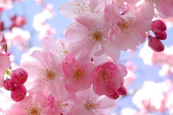 绣球花花语 有什么寓意 绣球花花语 有什么寓意
