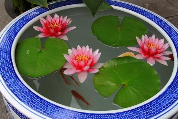 菖蒲是水生植物吗