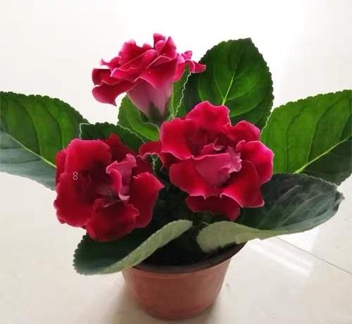 一帆风顺花叶子蔫了怎么办 打蔫原因及补救方法 一帆风顺花叶子蔫了怎么办 打蔫原因及补救方法