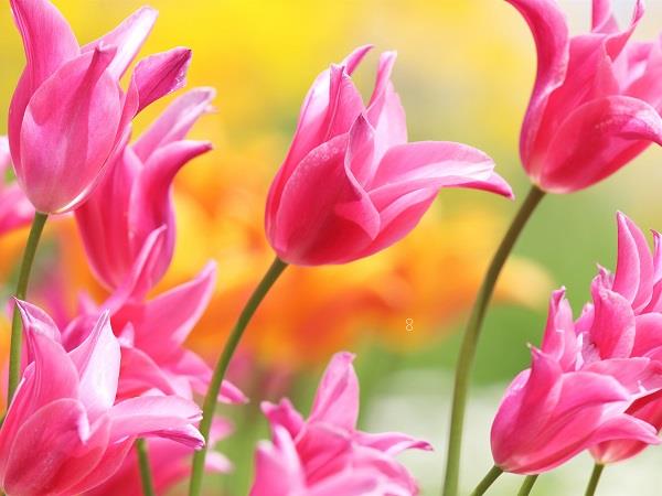 2025表达爱意的花有哪些 花语是什么
