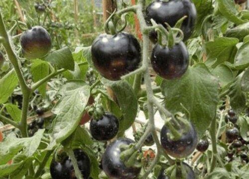 缅甸有什么水果