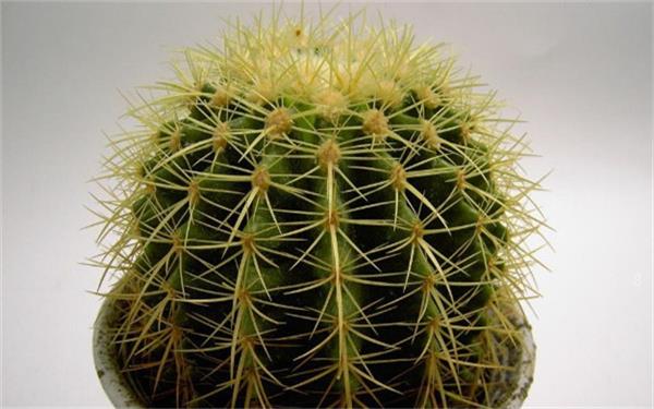 喜阳耐高温的植物花卉有哪些 有什么特征 喜阳耐高温的植物花卉有哪些 有什么特征
