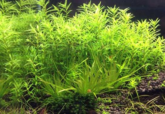 水葫芦的养殖方法是什么 注意事项有哪些 水葫芦的养殖方法是什么 注意事项有哪些