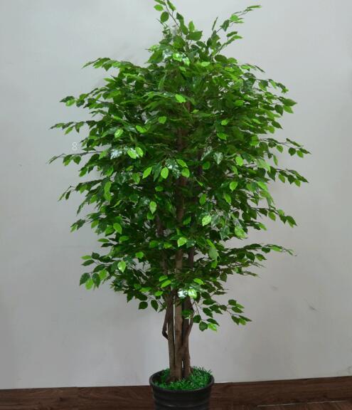 鼠尾草叶子蔫了怎么办 打蔫原因及补救方法 鼠尾草叶子蔫了怎么办 打蔫原因及补救方法