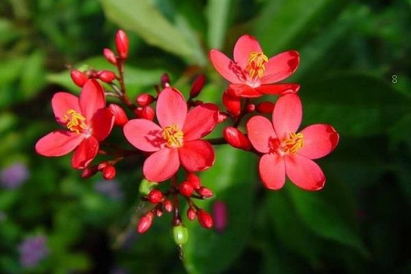 黑眼花黄叶掉落怎么办 叶子发黄补救解决方法 黑眼花黄叶掉落怎么办 叶子发黄补救解决方法