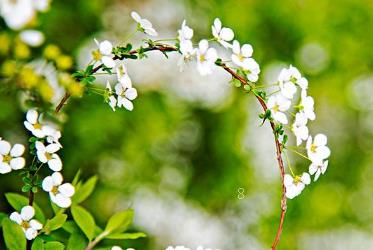 清明节为什么献菊花 菊花有什么寓意