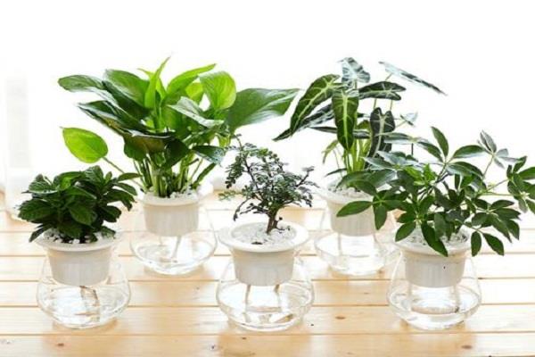 水培植物有哪些 水培图片欣赏 水培植物有哪些 水培图片欣赏