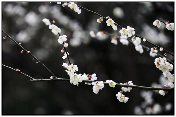 香豌豆花语是什么 都有哪些寓意 香豌豆花语是什么 都有哪些寓意