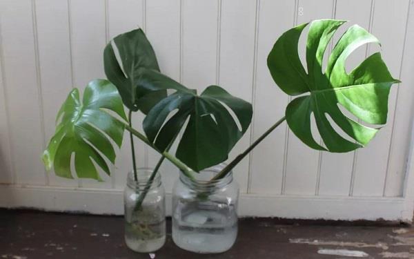 常见的家养水生花卉有哪些 你见过几种 常见的家养水生花卉有哪些 你见过几种