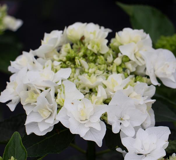 丁香花叶子蔫了怎么办 打蔫原因及补救方法 丁香花叶子蔫了怎么办 打蔫原因及补救方法