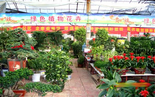 凤仙花的观赏价值 栽培方法 凤仙花的观赏价值 栽培方法