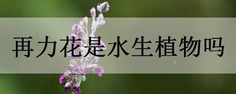 金鱼藻是水生植物吗 金鱼藻是水生植物吗