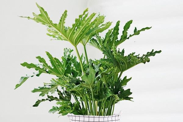 彩色马蹄莲怎么过冬 冬季养护方法 彩色马蹄莲怎么过冬 冬季养护方法