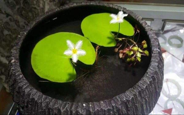 上海哪个公园荷花多 去哪里赏荷最好