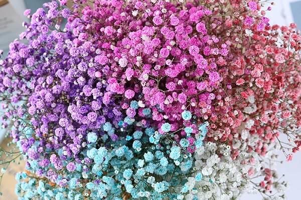 针垫花花语是什么 要怎么养护 针垫花花语是什么 要怎么养护