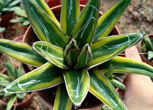 龙舌兰怎么养殖方法