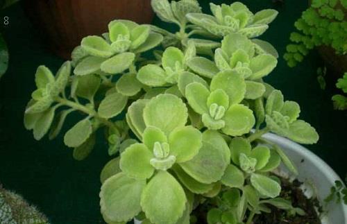 盆栽植物叶子发黄怎么办 发黄原因与处理方法 盆栽植物叶子发黄怎么办 发黄原因与处理方法