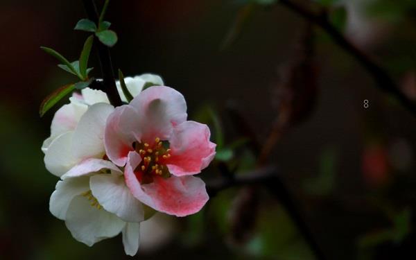 红豆花的花语代表着什么 红豆花的花语代表着什么