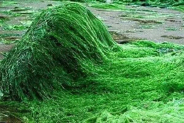 5颗碗莲要多大的盆呢 盆多深合适 5颗碗莲要多大的盆呢 盆多深合适