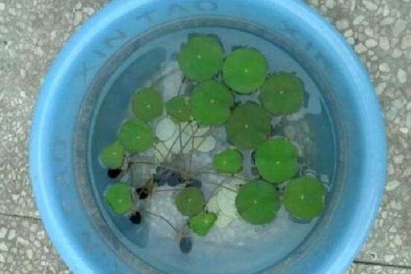 水草怎么养 注意事项有哪些 水草怎么养 注意事项有哪些