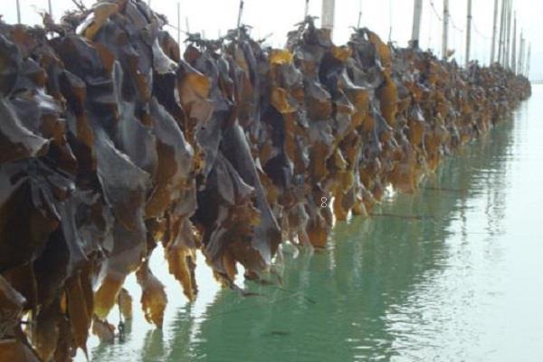 水下植物有哪些 养殖方法是什么
