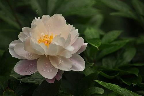 荷花为什么不开花 不开花原因及解决方法
