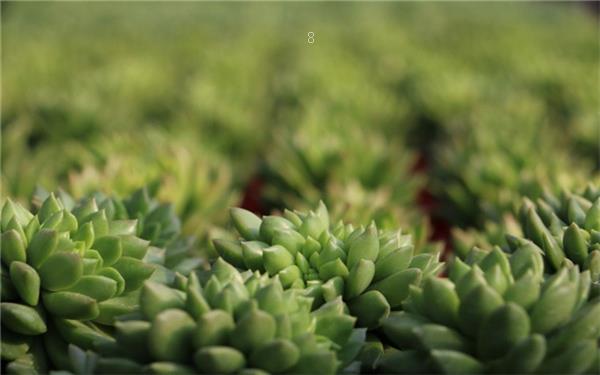 竹类植物能放在室内吗 有哪些观赏价值 竹类植物能放在室内吗 有哪些观赏价值