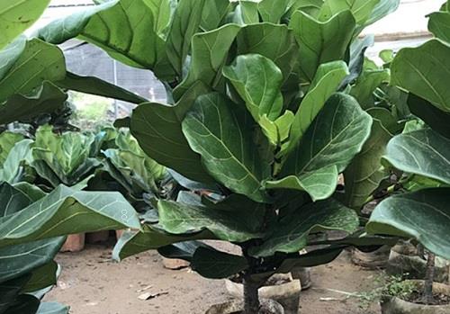 栀子花叶子下垂怎么办 栀子花叶子下垂怎么办