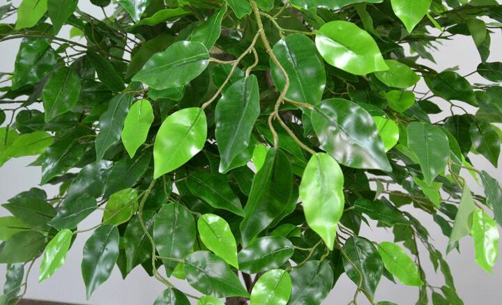 鼠尾草叶子蔫了怎么办 打蔫原因及补救方法 鼠尾草叶子蔫了怎么办 打蔫原因及补救方法