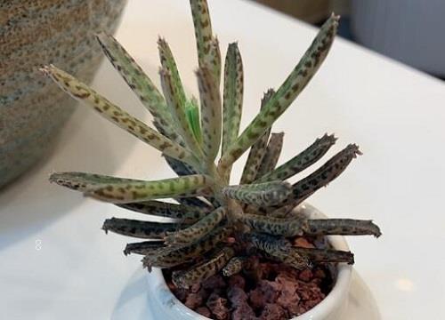 落地生根为什么不吉利（落地生根花风水上的寓意与禁忌）