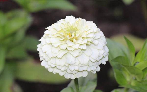 冬天室外冻不死的绿植有哪些 冬天室外冻不死的绿植有哪些
