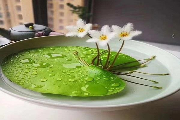 水培植物养什么鱼好 水培植物注意事项 水培植物养什么鱼好 水培植物注意事项