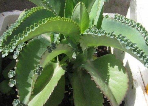 落地生根为什么不吉利（落地生根花风水上的寓意与禁忌）