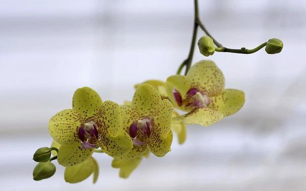 蝴蝶兰的花语是什么 不同颜色有什么区别