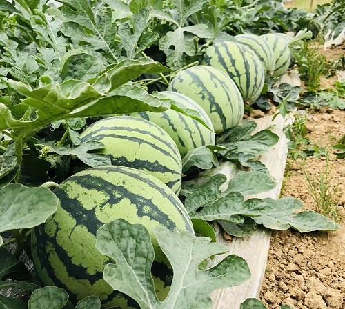 花生病虫害防治技术 常见防治方法与措施